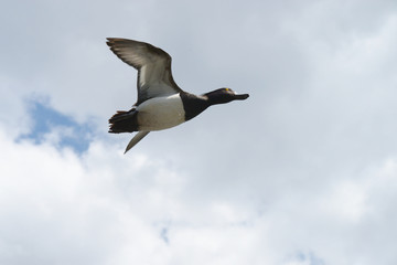 Tufted Duck - male in flight.
