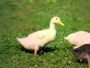 Obraz premium Beautiful ducks