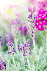 Obraz premium Beautiful lavandula stoechas flower.