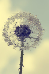 Wet dandelion flower © Black Ivy Images
