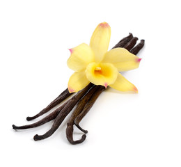 Vanilla pods with one yellow orchid.