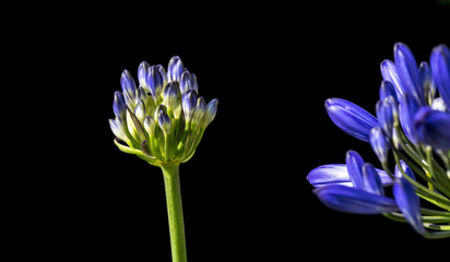  Schmucklilie Blüte  © MATTHIAS  BUEHNER