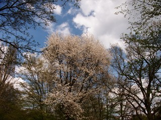 Blühender Baum mit weißen Blüten bei sonnigem Himmel mit Wolken
