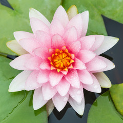 Pink Lotus in Pond