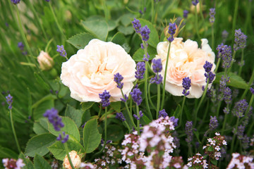 Blossom of the historic white rose with thyme and lavender in the summer garden.