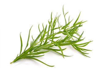 Tarragon (Artemisia dracunculus)