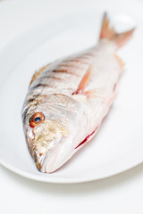 Fresh raw striped sea bream murmurs on white plate