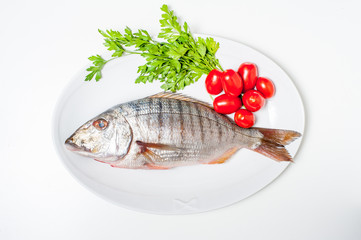 Fresh raw striped sea bream murmurs with parsley and tomatoes