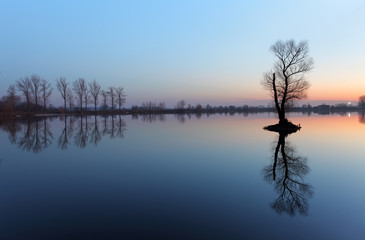 Tree in lake with color sky