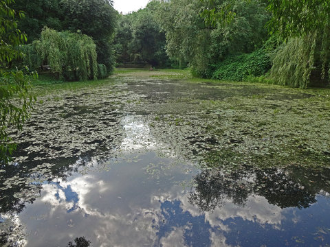 Old abandoned pond