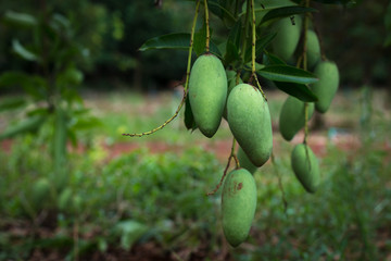 Mango tree on the lot.