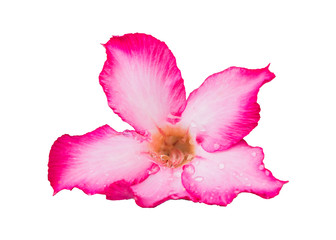 Pink Bignonia isolated on white background.