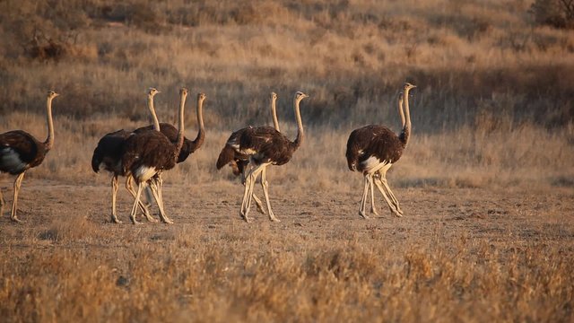Group of ostriches (Struthio camelus), walking in a row, Kalahari desert, South Africa