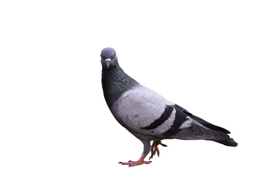 Pigeon is walking
