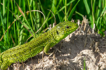 The Lizard