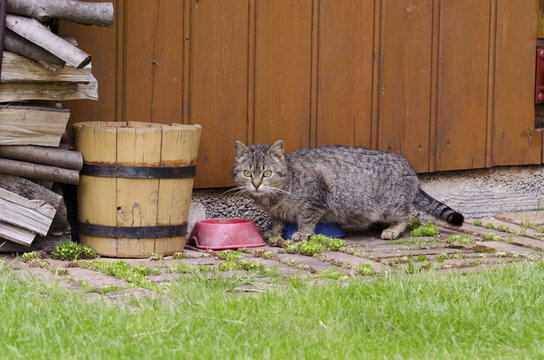 Cat with bowl