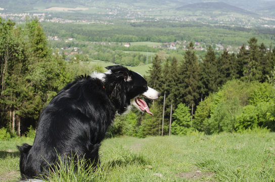 Dog on hill