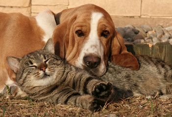 Dog and cat resting together - 85975225