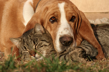 Dog and kitten love each other - 85975253