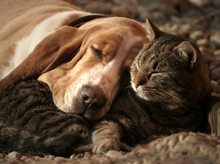 Cat pillow, dog blanket - 85975299