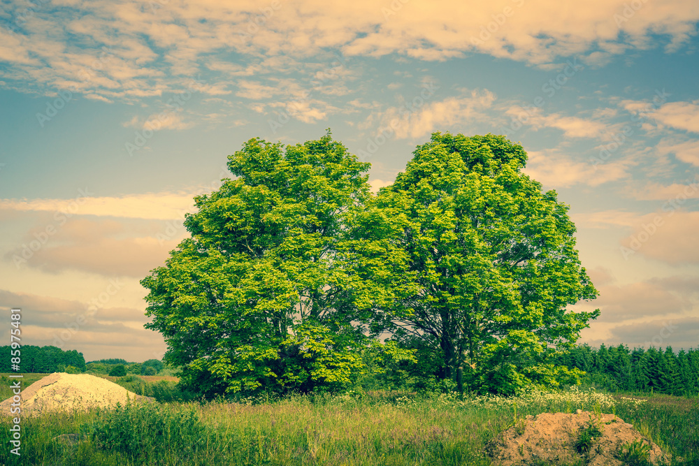 Wall mural two green trees on a field