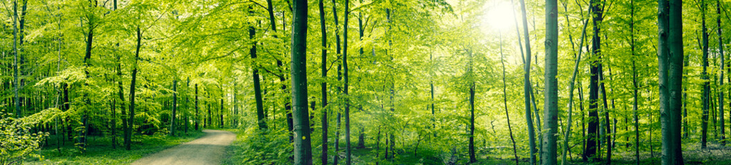 Fototapeta Green forest panorama landscape obraz