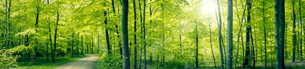 Foto auf Acrylglas Grüne Waldpanoramalandschaft © Polarpx