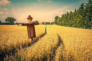Scarecrow on a golden field - obrazy, fototapety, plakaty