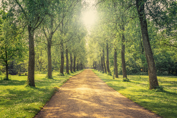 Alley in a green park