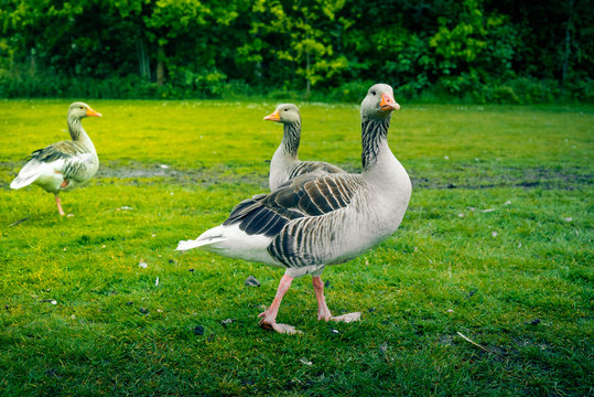 Grey geese on a green lawn