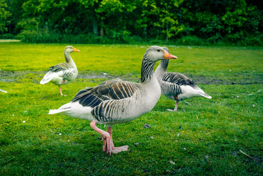 Three geese on green grass
