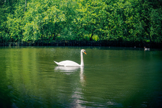 Swan in green nature