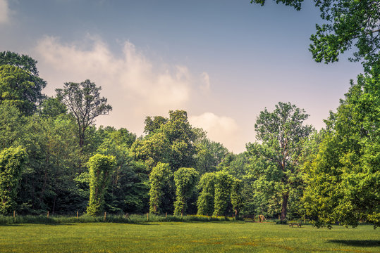 Park with various green trees
