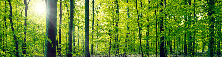 Beech forest panorama landscape - obrazy, fototapety, plakaty