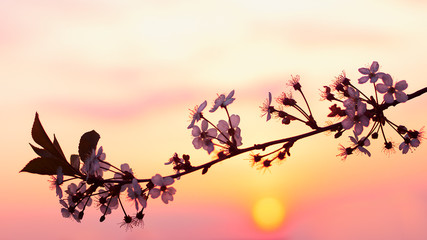 Naklejki  Sakura kwiat o zachodzie słońca