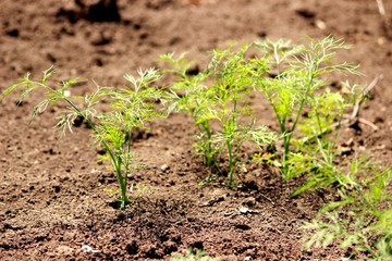 Укроп на грядке