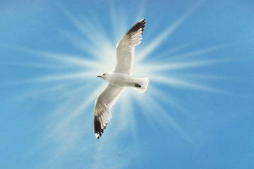 Seagull flying under dramatic blue skies