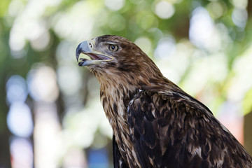 Portrait of a eagle against a blurred background