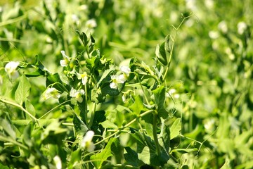 Зелёный гошек цветёт на грядке