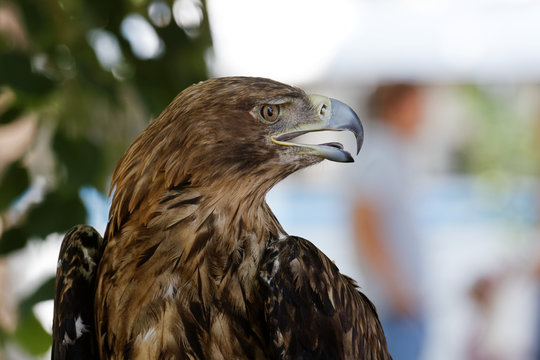 Portrait in profile of a eagle
