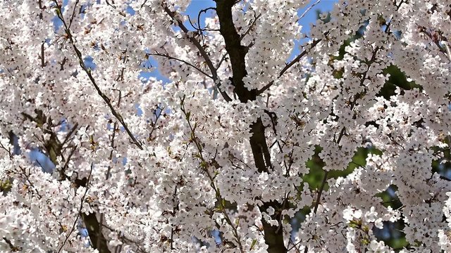 White Cherry Plum Tree Flowers Spring Blossom