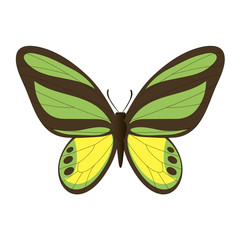 Vector image of the butterfly.