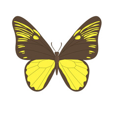 Vector image of the butterfly.