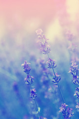 Obraz na płótnie Canvas Lavender flower vintage nature background closeup.Special toned photo in retro style