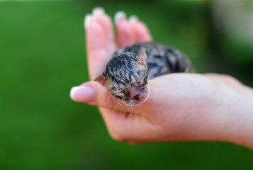 Kitten