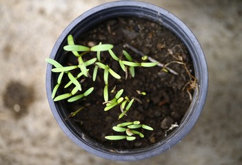 small green seedling