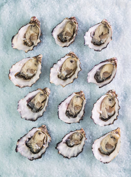 fresh oysters