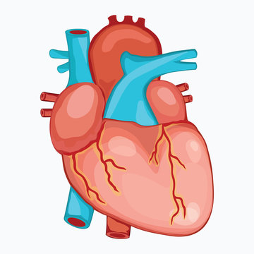 HUMAN HEART ANATOMY illustration vector