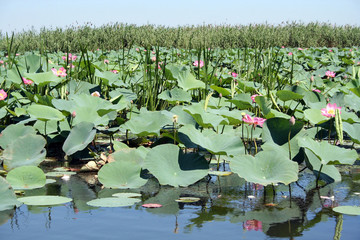 lotuses