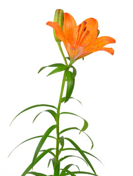 Orange lily flower isolated on white background